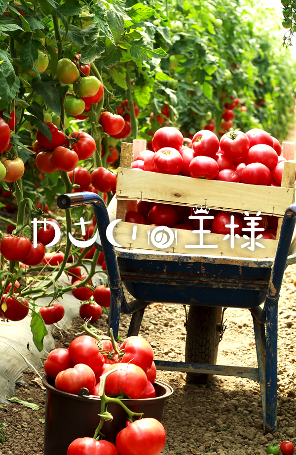 日々、野菜を使った楽しさ、健康、美味しさを追求したメニュー